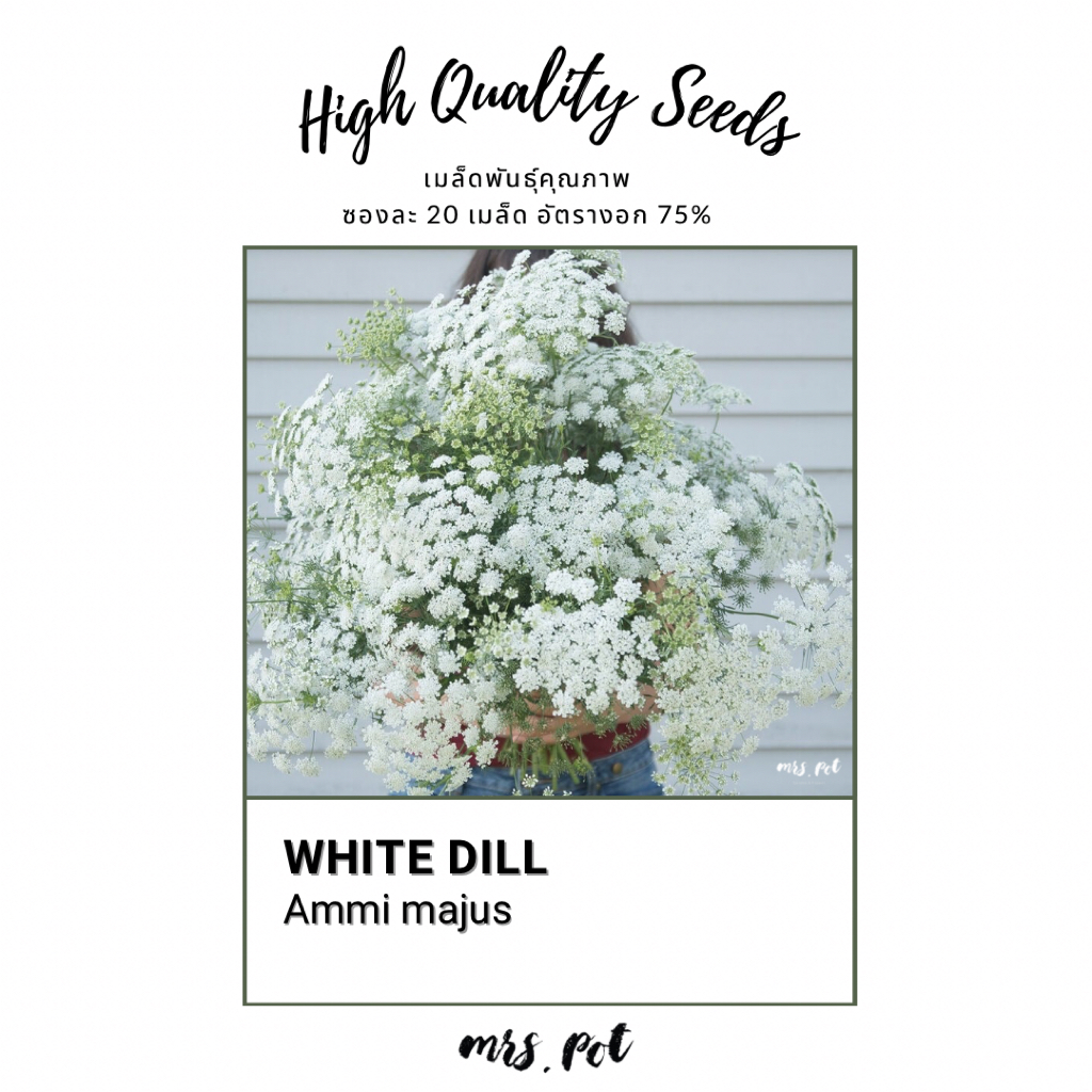 เมล็ดดอกไม้กินได้ White Dill รหัส103