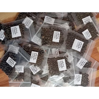 เมล็ดพันธุ์อัญชันเทพรัตน์5 กลีบ 100 เมล็ด49 บาท