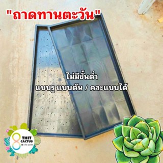 // ถาดทานตะวัน รู ตัน // 12x24 นิ้ว// ถาดเพาะ เมล็ด ต้นอ่อน