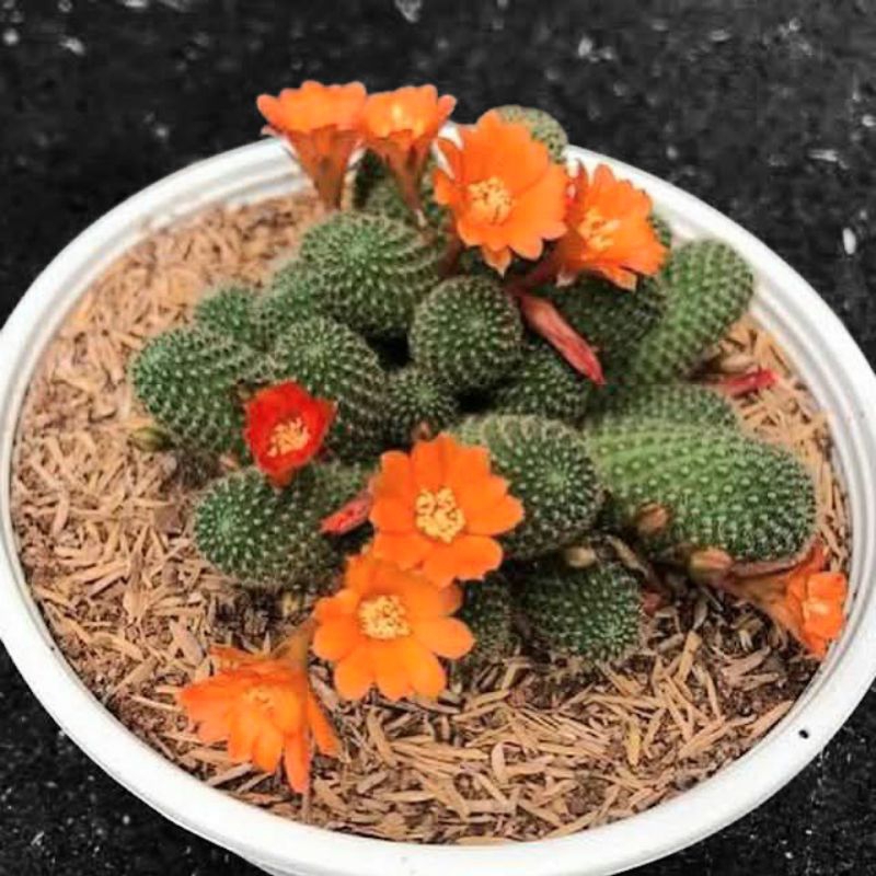 5 หน่อเด็ดสด รีบูเทียเลื้อยดอกส้ม Rebutia Pulvinosa แคคตัส กระบองเพชร cactus&succulent