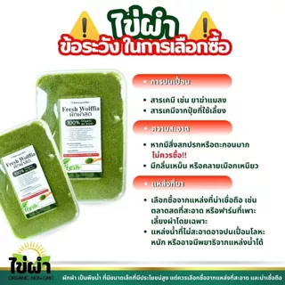 ผักผำ ไข่ผำสด ส่งเย็นไม่เหม็น พร้อมทาน ไม่ต้องล้างซ้ำ จัดส่งภายใน 24 ชม.