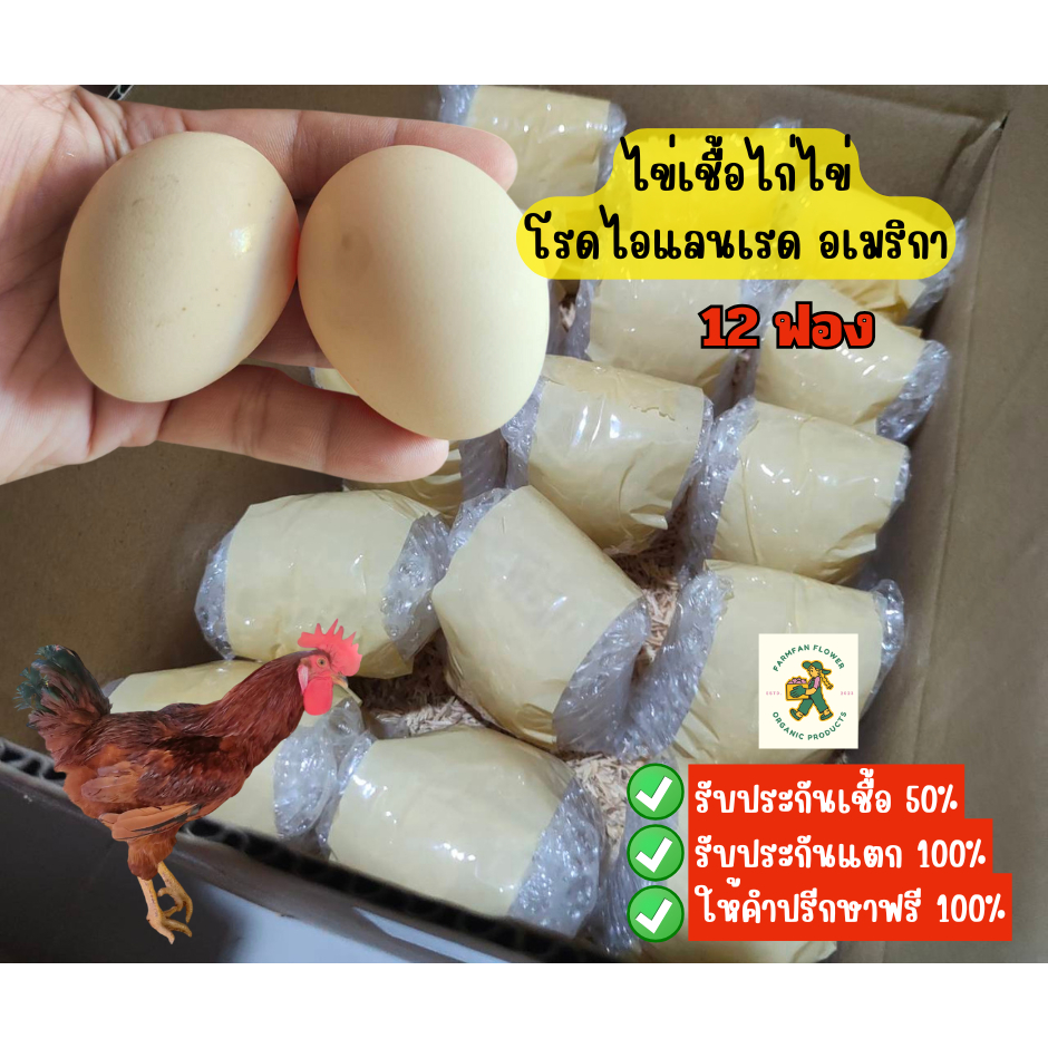 ไข่เชื้อ ไก่โรดไอแลนด์เรด  สำหรับฟักเอง12 ฟอง รับประกันเชื้อ รับประกันแตก
