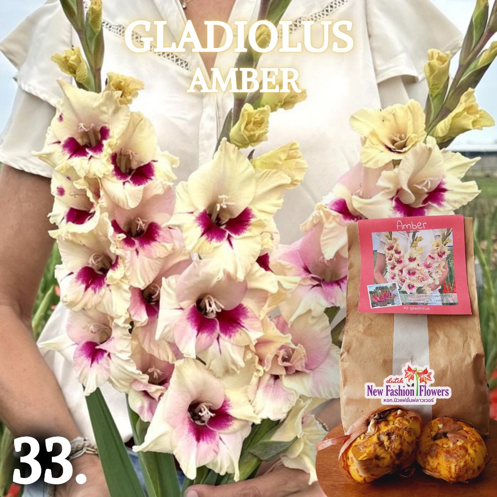 แกลดิโอลัส / Gladiolus สายพันธุ์ใหม่สีทัชใจสุดๆครับ ที่เดียวในไทย ปลูกง่ายออกดอกง่ายเป็นดอกไม้น่าร้อนโดยแท้เลยครับ ราคา ถูกที่สุด ดีลบีเคเค แกลเลอรีภาพที่ 8
