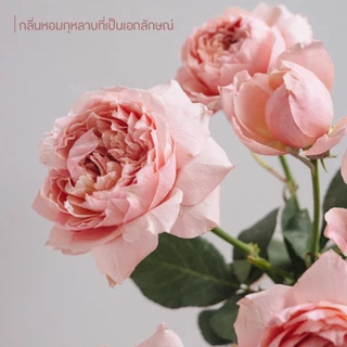 &HONEY MOIST SHINE HAIR OIL 100ML (ออยล์บำรุงเส้นผมสำหรับผู้มีปัญหาผมแห้งเสีย ให้ผมเงางามเป็นพิเศษ)