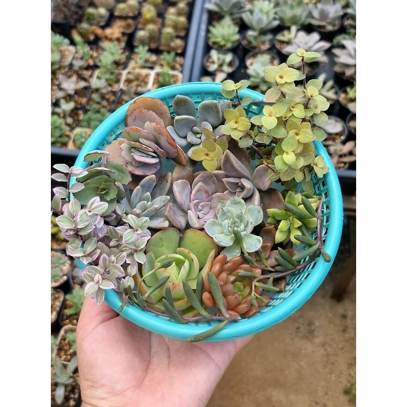 🌿 กุหลาบหินตัดสด 🌿  ( กิ่งตัดสด ) Succulent Mix
