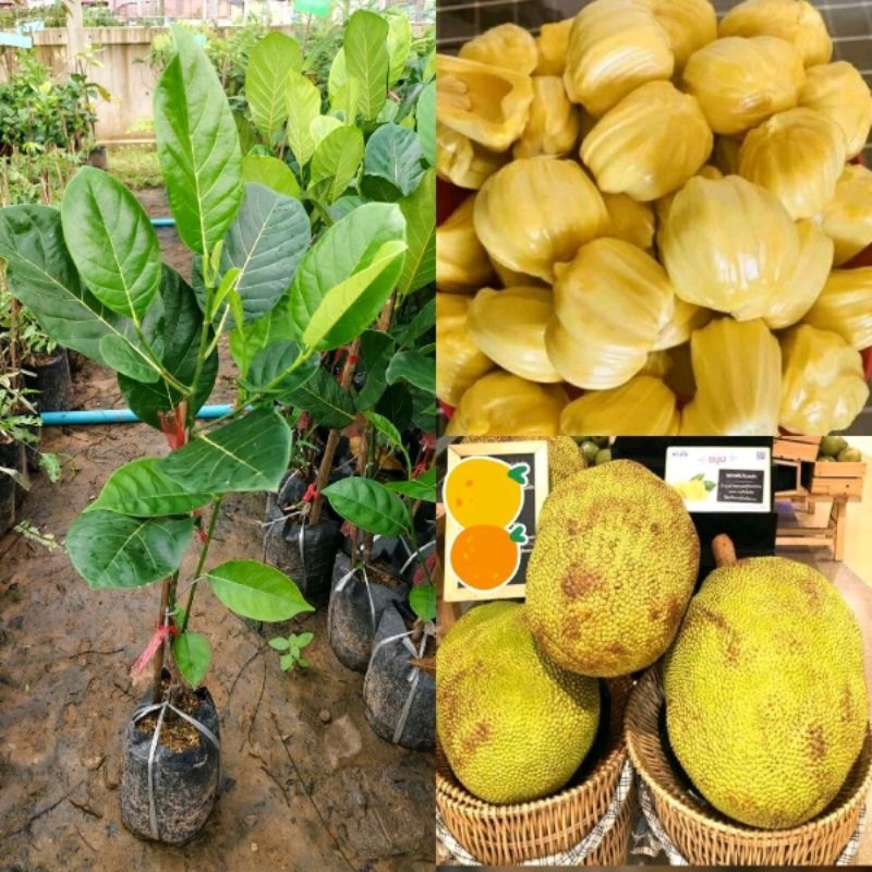 ต้นขนุนทองมาเลย์ #สายพันธุ์เตี้ย ต้นพันธุ์ทาบกิ่ง สูง 60-70 cm. รากเดินดี ปลูก1-2 ปีได้รับประทาน