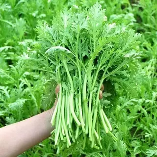 5000 เมล็ดเมล็ดพันธุ์ตั๋งโอ๋ เมล็ดตั๋งโอ๋ตั้งโอญี่ปุ่น เมล็ดพันธุ์ผัก ผักออร์แกนิก