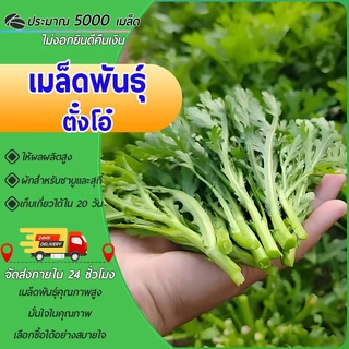 5000 เมล็ดเมล็ดพันธุ์ตั๋งโอ๋ เมล็ดตั๋งโอ๋ตั้งโอญี่ปุ่น เมล็ดพันธุ์ผัก ผักออร์แกนิก