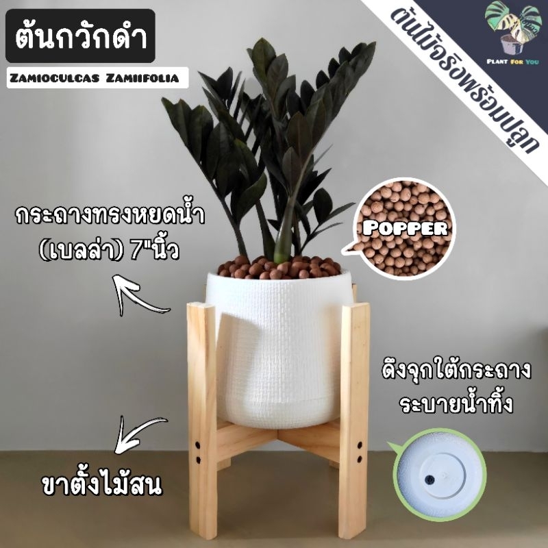 🖤ต้นกวักมรกตดำ Zamioculcas zamifolia พร้อมกระถาง+เม็ดPopper+ขาตั้ง