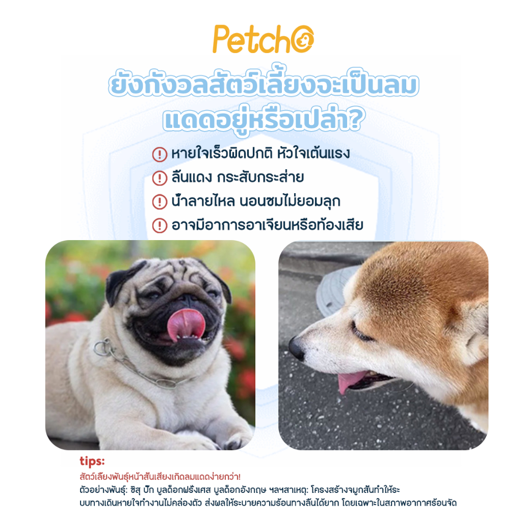 Petcho Pet Cooling Mist สเปรย์เย็น บอดี้สเปรย์  ฉีดแล้วเย็นทันที Relaxing Refreshing - รูปที่ 2