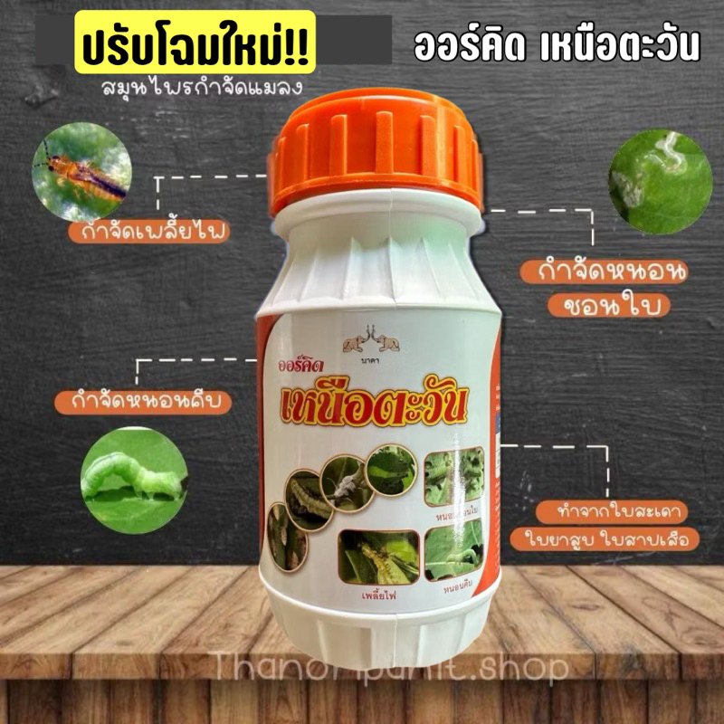 ออร์คิด เหนือตะวัน ( ส้ม)สมุนไพรกำจัดแมลง และศัตรูพืช ปลอดภัยต่อคน