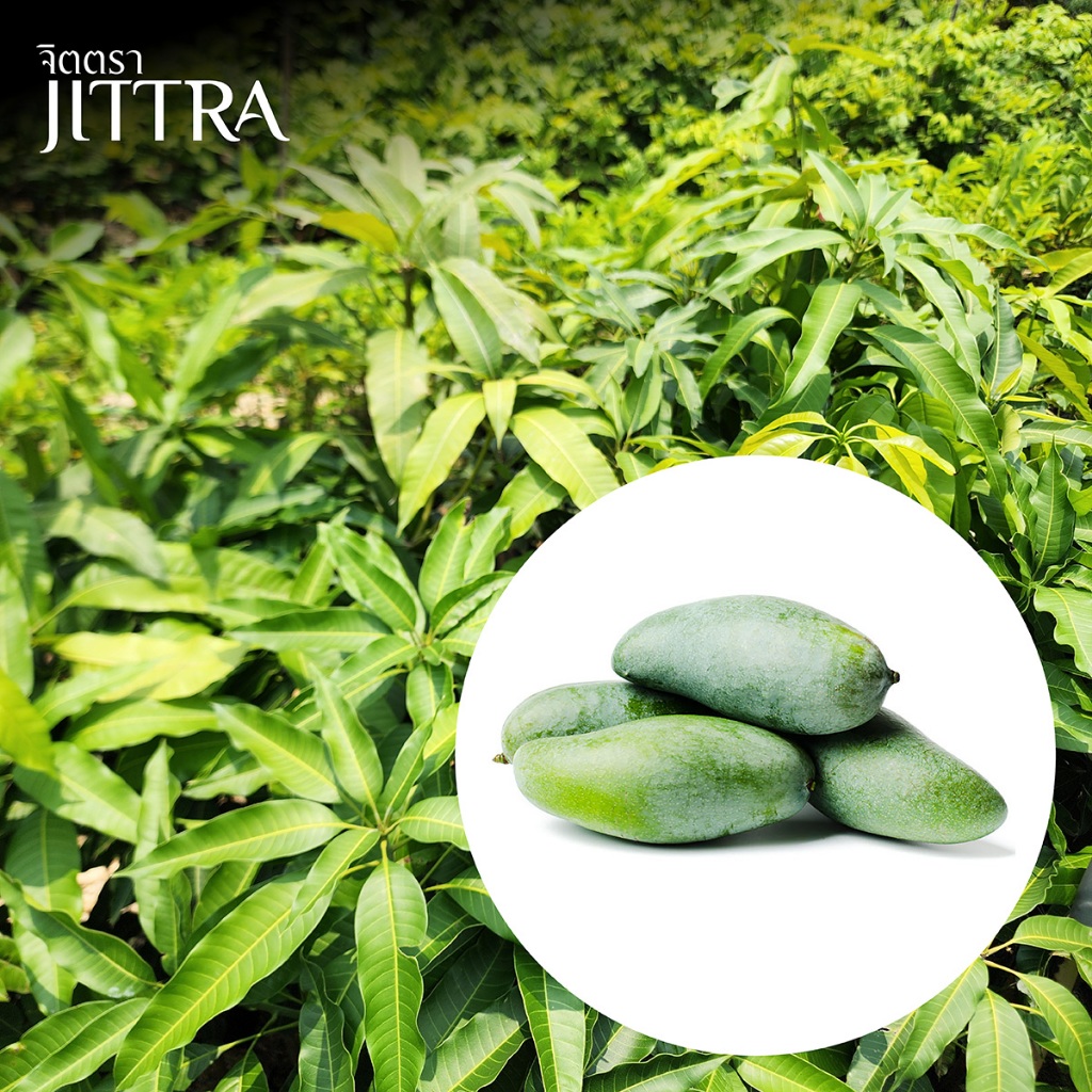 จิตตรา ต้นพันธุ์มะม่วงเขียวสามรส เสียบยอดสูง 60-80 ซม. ปลูกปีเดียวติดลูก พร้อมส่ง เคลมฟรี