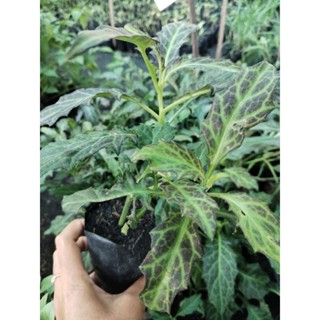 ต้นมหากาฬ1ต้นถุงดำสมุนไพร