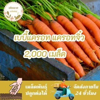 เมล็ดพันธุ์ แครอทจิ๋ว แครอทเบบี้ 300เมล็ด LittleFingers CarrotSeed เมล็ดพันธุ์แท้ นำเข้าจากต่างประเทศ ปลูกผักสวนครัว ดี