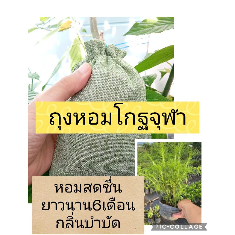 โกฐจุฬา ถุงหอมบำบัด สมุนไพรใส่หมอน กลิ่นหอมสดชื่น คลายเครียด