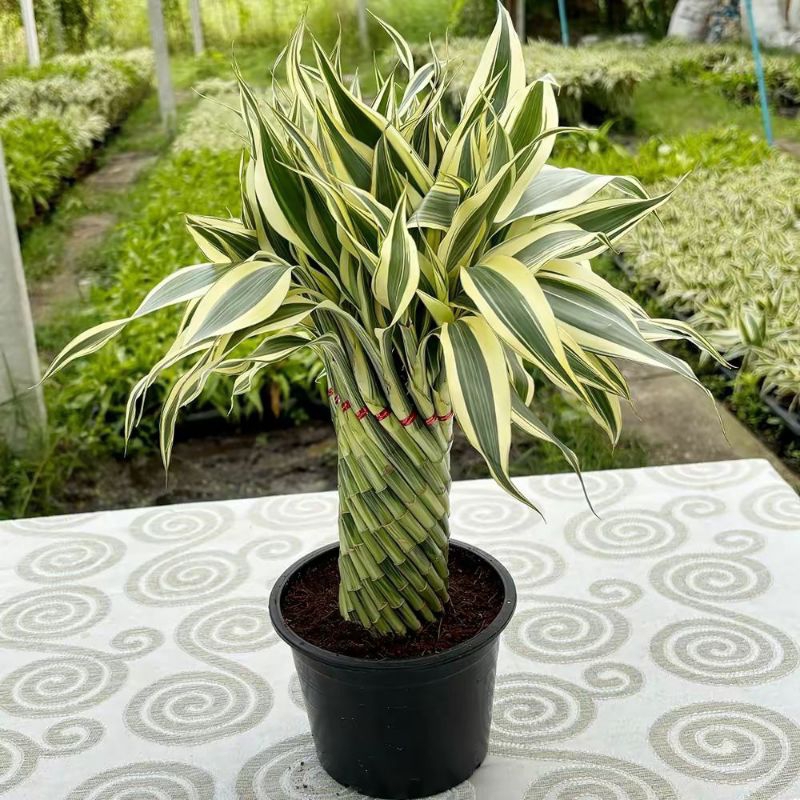 ไผ่กวนอิม (lucky bamboo) บิดเกลียว พร้อมกระถาง มีรากแล้ว ไม้มงคลเสริมดวงมั่งคั่งร่ำรวย