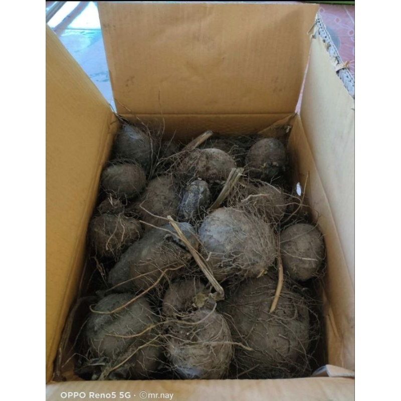 หัวพันธุ์กลอยข้าวเหนียวสำหรับปลูกกิโลกรัมละ30บาท