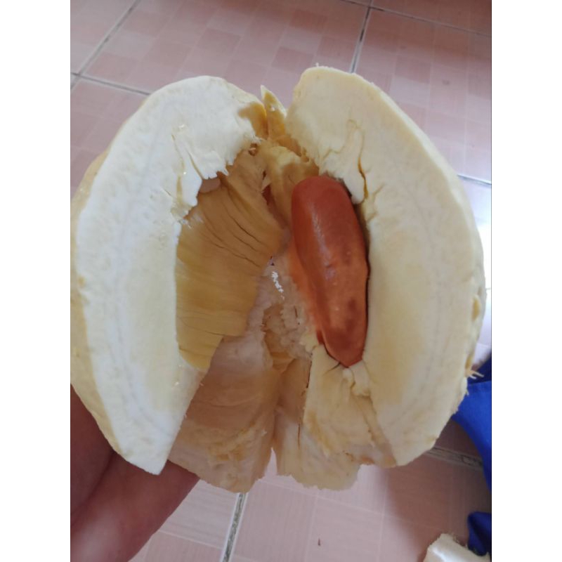 ปุ๋ยเจซี 633 อินทรีย์เคมีเคลือบแคลเซียมสูงผสมซิลิกานาโนซื้อครั้งละ 1 กระสอบขนาด 25 กิโลกรัม - รูปที่ 5