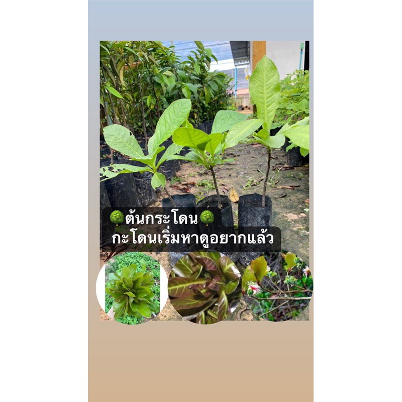 🌳ต้นกระโดน🌳  กะโดนเริ่มหาดูอยากแล้ว!!(ชุด3ต้น)
