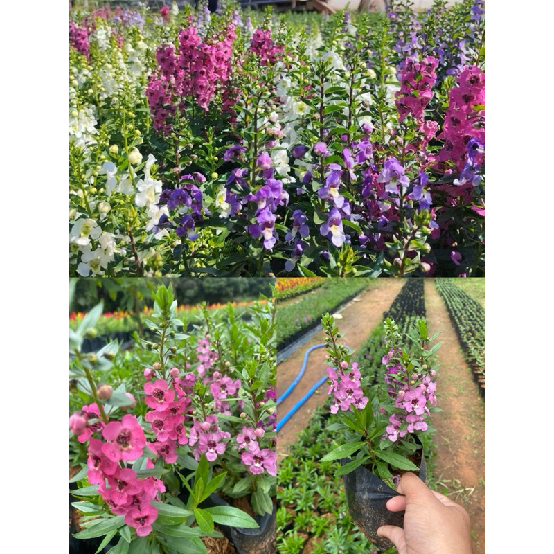 ต้นแวววิเชียร หรือต้นฟอร์เก็ตมีนอตไทย ดอกไม้สีสันสดใส ออกดอกตลอดทั้งปี (จัดส่งแบบคละสี)