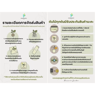 ต้นโกสนพันธุ์ ราศีกรกฎ ไซส์สูง 30-40 เซนติเมตร ซื้อ 10 แถม 1 (จัดส่งแบบถอดกระถาง+รับประกันสินค้า)
