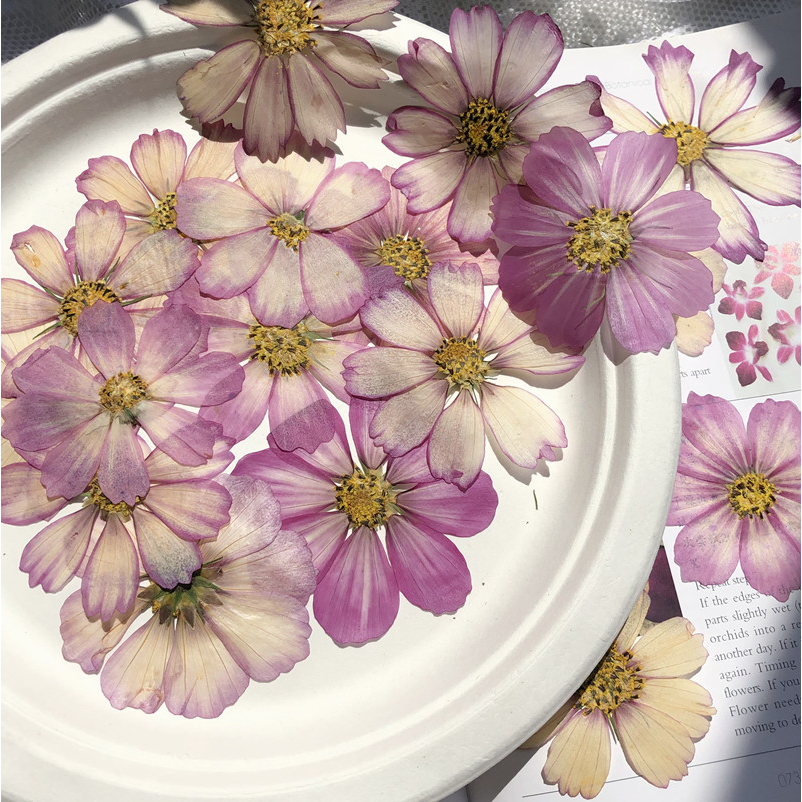 12pcs ดอกไม้แห้งสวยงาม DIY ดอกทานตะวันของปัจฉิม สำหรับทำกรอบรูป แผ่นรองแก้ว เรซินโทรศัพท์ – โปรปัง