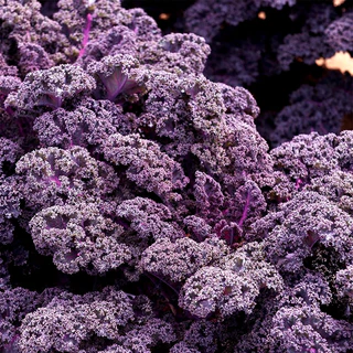 เมล็ดพันธุ์เคล เรดบอร์ เคลใบหงิกสีม่วง Redbor Kale F1 Seed 10 เมล็ด นำเข้าจาก USA ของแท้ 100%