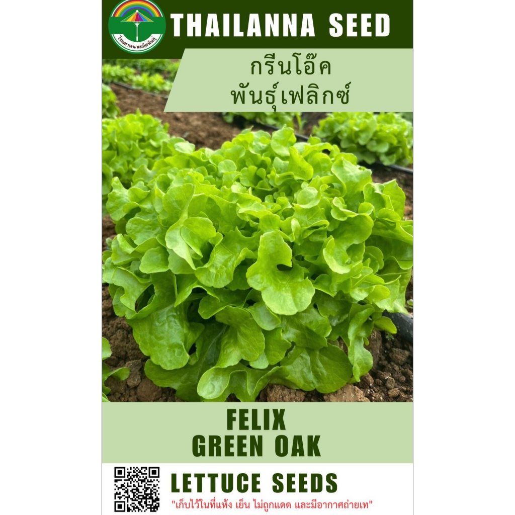 เมล็ดพันธุ์ผักสลัด กรีนโอ๊ค พันธุ์เฟลิกซ์ ( 306 ) ( ขนาด 0.5 กรัม ) ( เมล็ดเปลือย ) รหัสสินค้า 3039