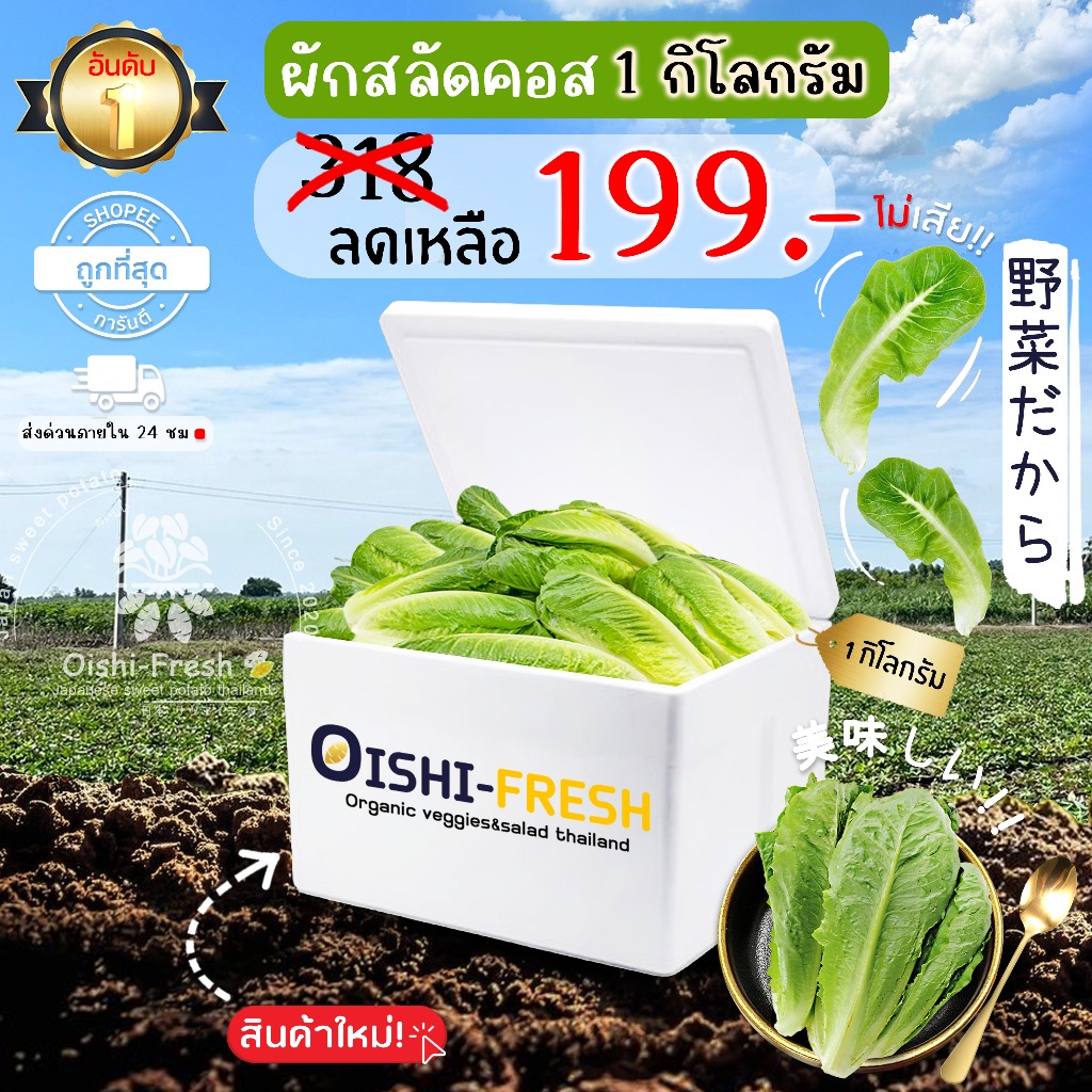 🛒Oishi-Fresh🥬 ผักสลัดคอส ปลอดสารพิษ 1 กก. รสชาติกรอบ สด ใหม่ ใยอาหารสูง หวานออร์แกนิค เคลมได้ 1-2 วัน