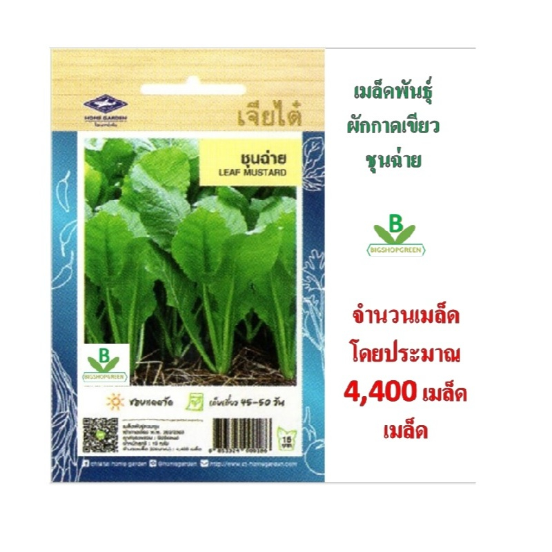 5 ฟรี 1 คละได้ทั้งร้าน เมล็ดพันธุ์ ผักกาดเขียว (ชุนฉ่าย) เจียไต๋ เมล็ดพันธุ์ผัก เมล็ดพันธุ์พืช