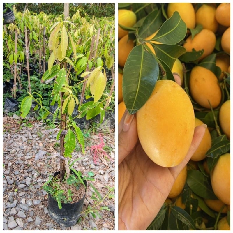 ต้นมะยงชิด เสียบยอด ขนาด 30-50cm
