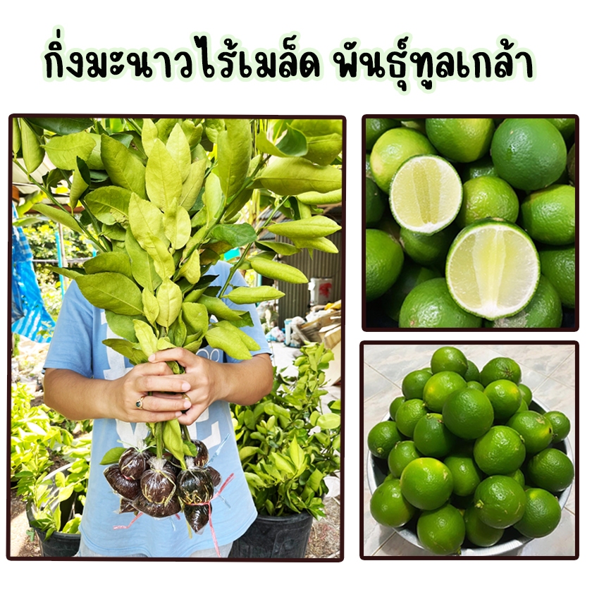 กิ่งมะนาวไร้เมล็ด ลูกใหญ่ น้ำเยอะ ตัดใหม่ทุกวัน ขนาด 60-80 ซม.