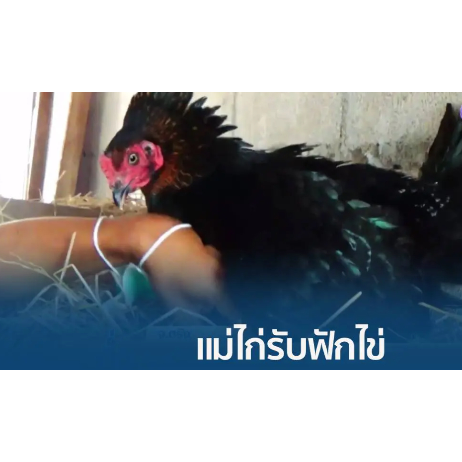 รูปภาพ 9