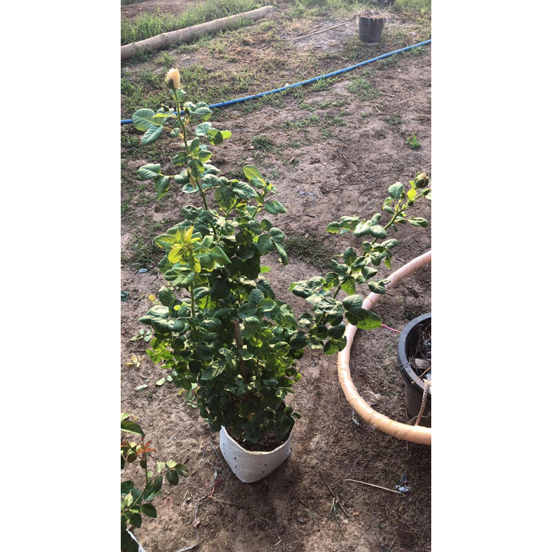 กุหลาบ-ดัฟจูเวล Dufjuwel  สีพีชอมชมพู หอมแรง เลี้ยงง่าย - รูปที่ 3