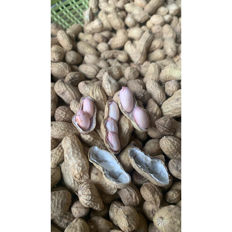 ถั่วลิสงสด ดิบ ใช้สำหรับต้มหรือปรุงอาหารส่งแบดิบมีดินคลุกนิดหน่อยเพื่อรักษาความชื้น