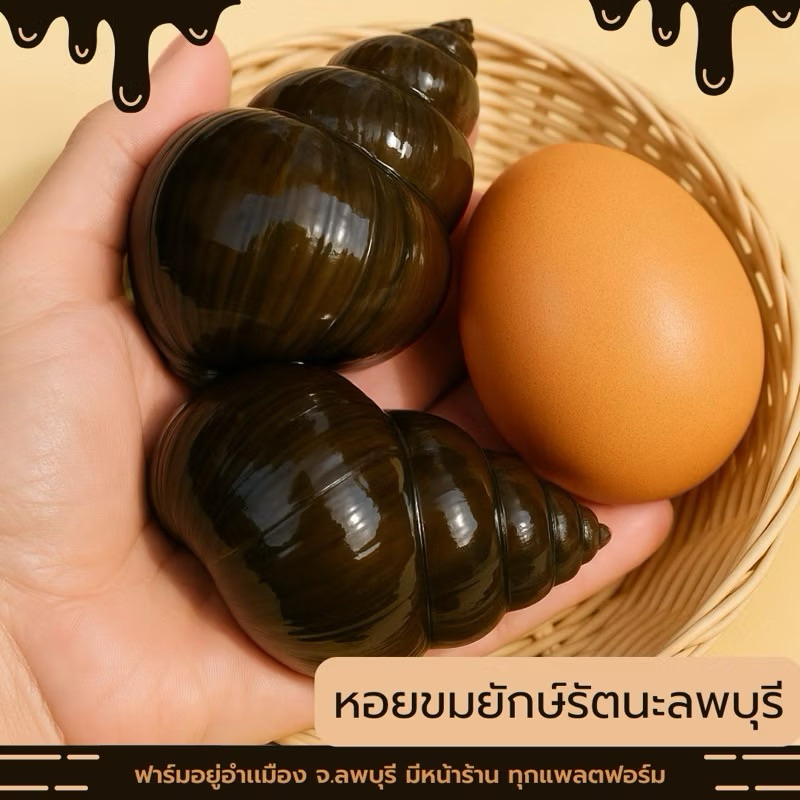 หอยขมยักษ์รัตนะ ลพบุรี