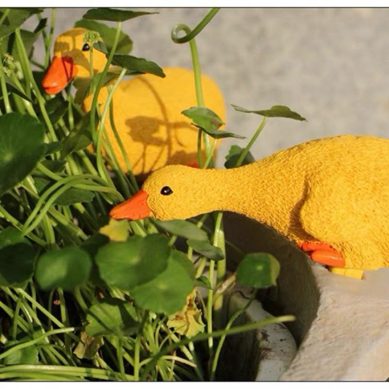 Decorative garden duck pond  อ่างเป็ดตกแต่งสวน  เพิ่มชีวิตชีวาให้สวนของคุณ ด้วยเป็ดตัวจิ๋วสุดน่ารัก  . ราคา ถูกที่สุด ดีลบีเคเค แกลเลอรีภาพที่ 5