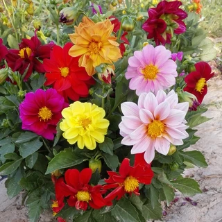 เมล็ดดอกรักเร่ คละสี 100 เมล็ด เมล็ดรักเร่ Dahlia Color Mix