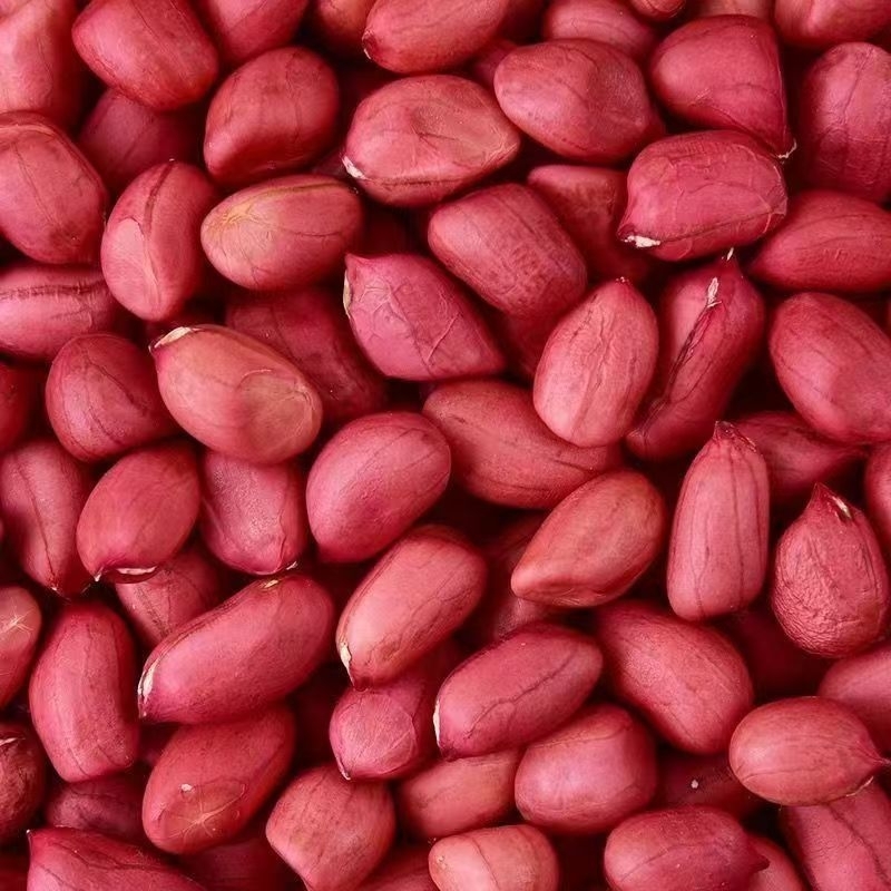 ถั่วลิสงสีแดง เม็ดพันธุ์ถั่วลิสง ปลูกได้ ทานได้ ขนาด1กิโล