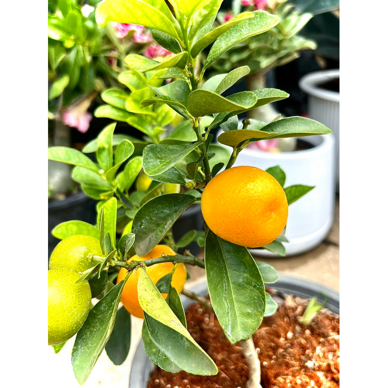 Kumquat ส้มคัมควอท ส้มศิริมงคล (ส้มเปลือกหวานกินได้ทั้งเปลือก) ไม้มงคล ทานได้ทั้งเปลือก ต้านมะเร็งลำไส้ แก้ไอ ขับเสมหะ