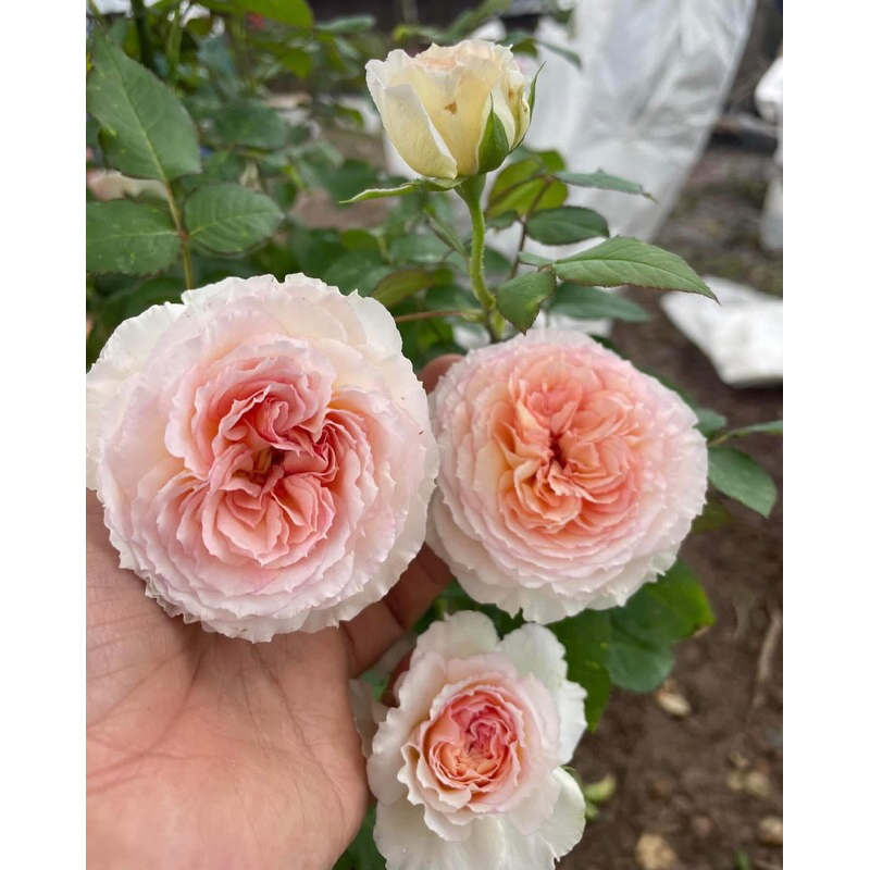 กุหลาบ-ทรอยเมไร ”Traumerei“ เปลี่ยนสี สีชมพู สีแอพพริคอท และสีเหลือง หอมแรงของชาและผลไม้สีเขียว เลี้ยงง่าย