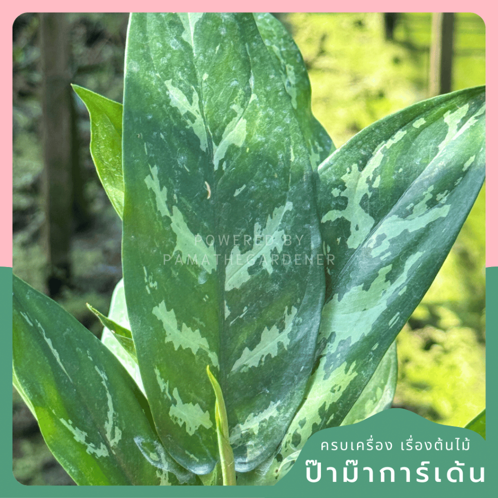 มุมมอง 2