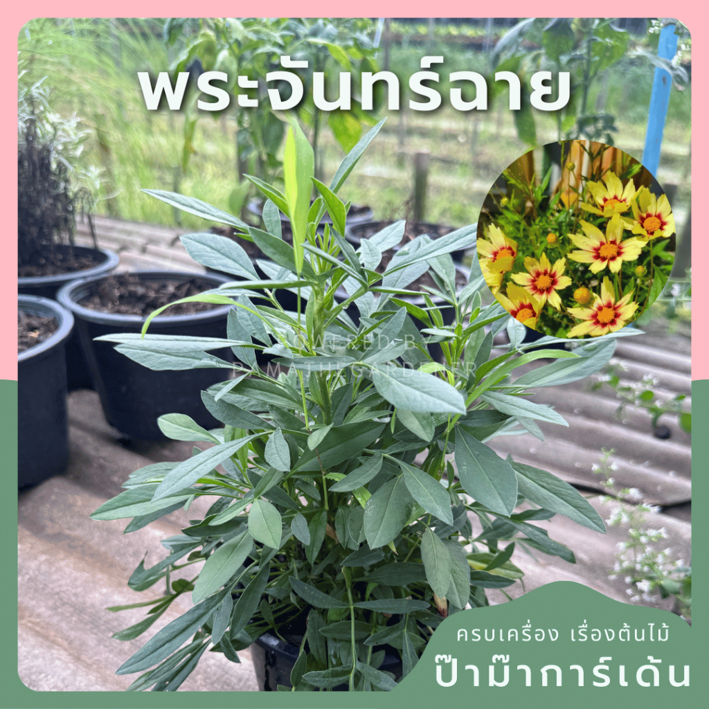 พระจันทร์ฉาย ส่งพร้อมกระถาง