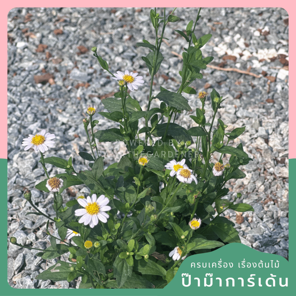 มุมมอง 3