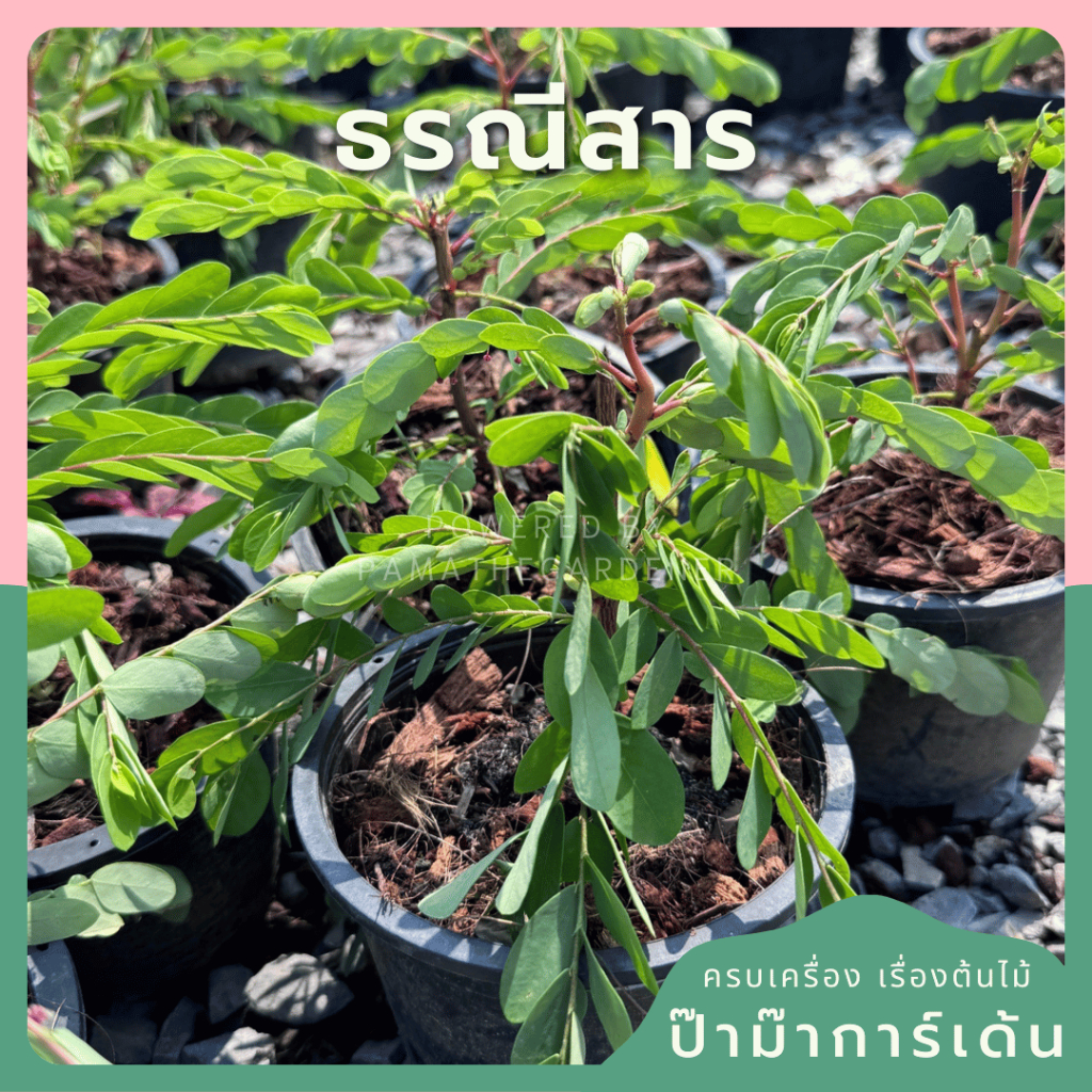 ธรณีสาร ว่านธรณีสาร ไม้โบราณ ไม้สมุนไพร ใช้พรมน้ำมนต์ เชื่อว่าเสริมเกียรติยศแก่บ้าน