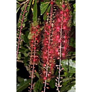 ต้นจิกน้ำ ต้นกระโดนน้ำ ไม้ประดับให้ร่มเงา (สูง 60-80cm)