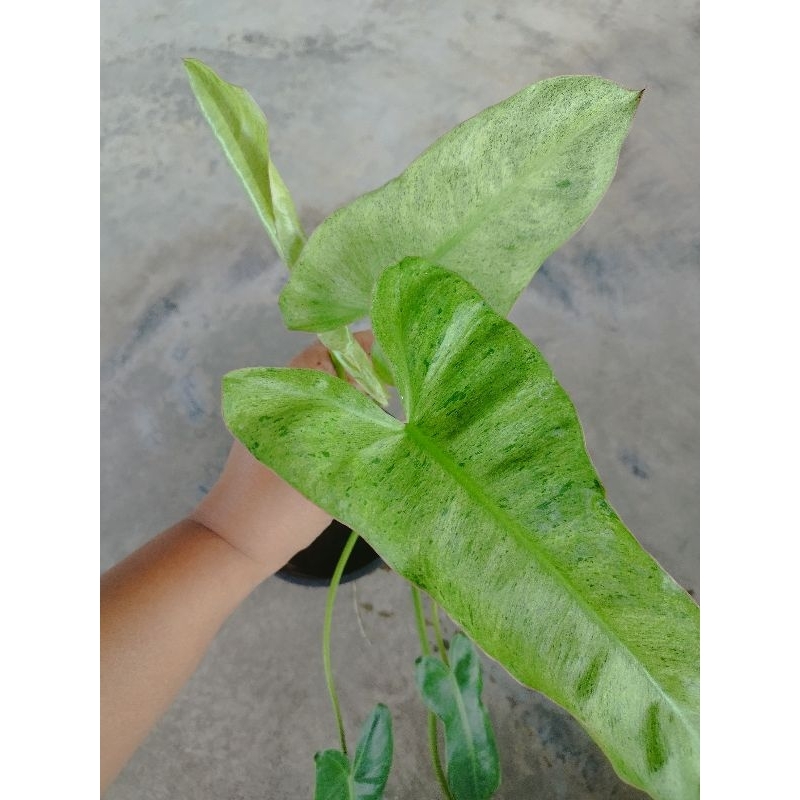 ไม้ฟอกอากาศต้น philodendron paraiso กระถาง 5 นิ้วลายสวยปลูกในน้ำและปลูกในดินได้