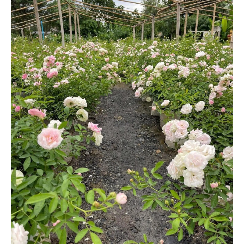 กุหลาบเลื้อย-พิงค์ซัมเมอร์สโนว์ Pink Summer Snow (กระถาง 12 นิ้ว)  สีขาว-สีชมพู หนามน้อย ดอกเยอะ เลี้ยงง่าย - รูปที่ 4