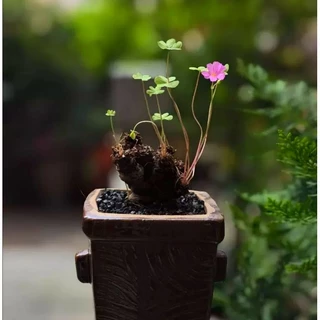 💕Oxalis articulata rubra​ โคลเวอร์​3แฉก💕