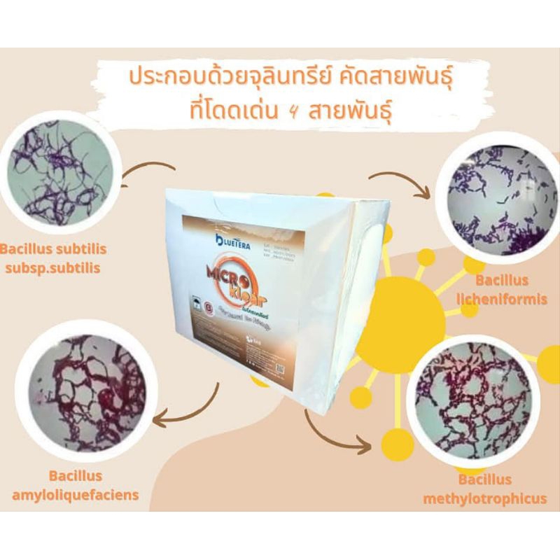 "จุลินทรีย์ไมโครเคลียร์" สูตรพิเศษ ลดแก๊สไข่เน่าได้ดี  กินตะกอน ปรับน้ำโปร่ง (ขนาดกล่อง10ซอง)